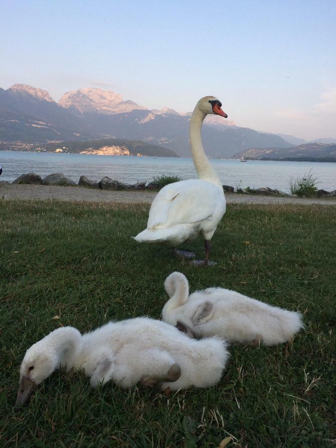 La Baie Des Voiles ,Vue Lac D'Annecy ,Plage Privee Duingt Eksteriør bilde